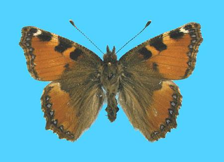 Aglias urticae ab. pseudichnusa X-X-1871 Bocking, UK (Internet Image property of respective owner, non-commercial use only)